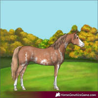 Horse Color:Chestnut Sabino 