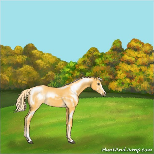 Horse Color:Palomino Sabino 