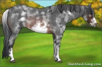 Horse Color:White Spotted Brown Roan Frame