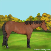 Horse Color:Bay Sabino Rabicano and Bay Sabino Rabicano