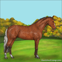 Horse Color:Bay Sabino Rabicano  and Silver Bay Sabino Rabicano 