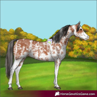Horse Color:Bay Sabino Rabicano  and Bay Sabino Rabicano 