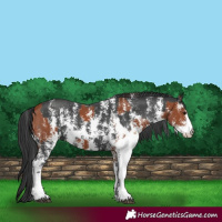 Horse Color:Bay Sabino Rabicano  and Black Sabino Rabicano 