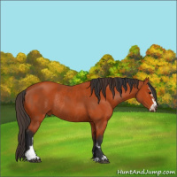 Horse Color:Bay Sabino Rabicano  and Bay Sabino Rabicano 