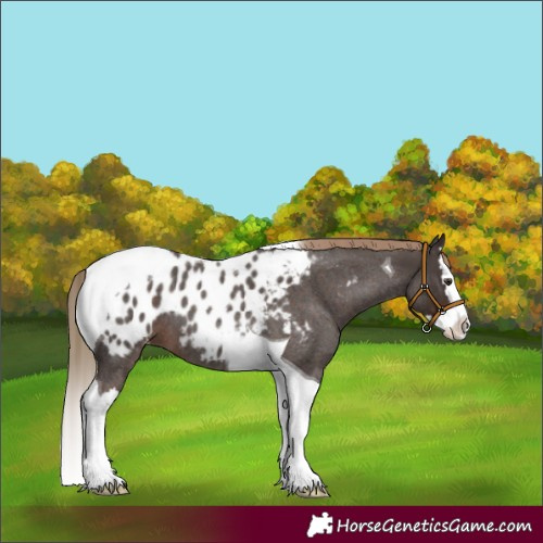 Horse Color:Liver Red Roan Splash Tobiano Appaloosa 