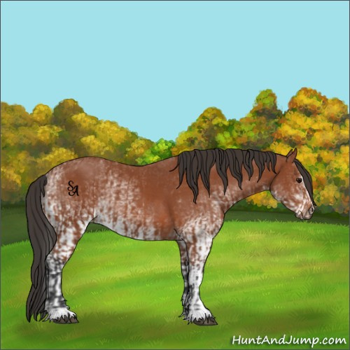 Horse Color:Bay Sabino Rabicano and White Spotted Bay Rabicano