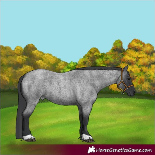 Horse Color:Blue Roan 
