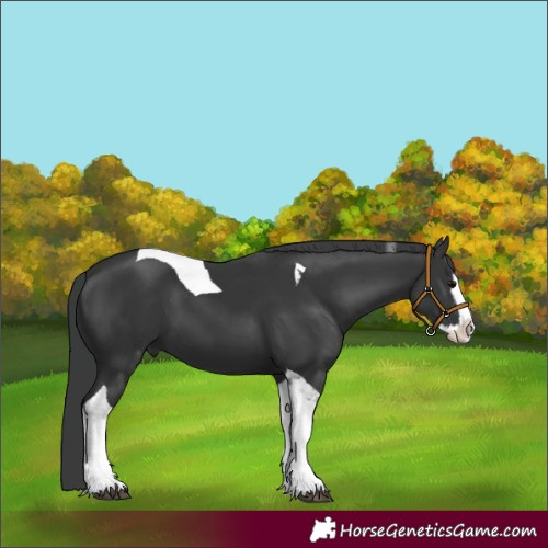 Horse Color:Black Splash Tobiano 