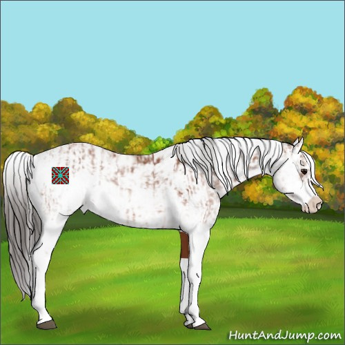 Horse Color:Bay Sabino Rabicano and Bay Sabino Rabicano