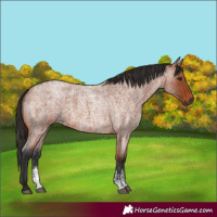 Horse Color:Bay Roan Sabino Rabicano and Bay Roan Sabino Rabicano