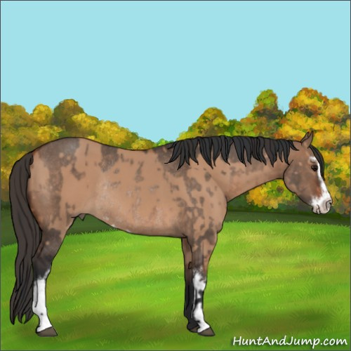 Horse Color:Bay Dun Sabino Rabicano  and Brown Dun Sabino Rabicano 