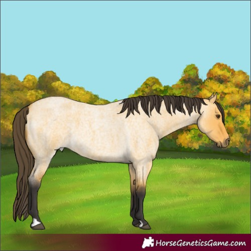 Horse Color:Buckskin Roan Dun 