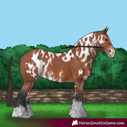 Horse Color:Bay Sabino Rabicano  and Bay Sabino Appaloosa Rabicano 