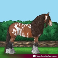 Horse Color:Bay Sabino Rabicano and Bay Sabino Appaloosa Rabicano