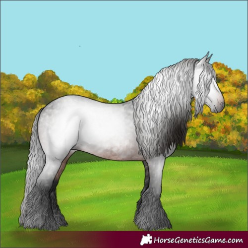 Horse Color:Gray Bay Roan