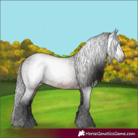 Horse Color:Gray Bay Roan 