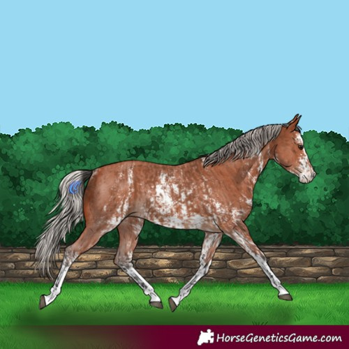 Horse Color:Bay Sabino Rabicano  and Silver Bay Sabino Rabicano 