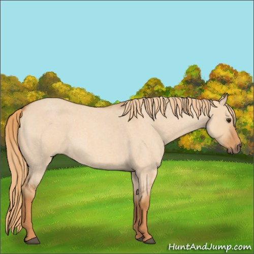 Horse Color:Red Dun Roan 