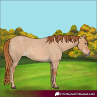 Horse Color:Red Dun Roan 