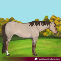 Horse Color:Liver Red Dun Roan 