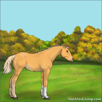 Horse Color:Palomino Tobiano 