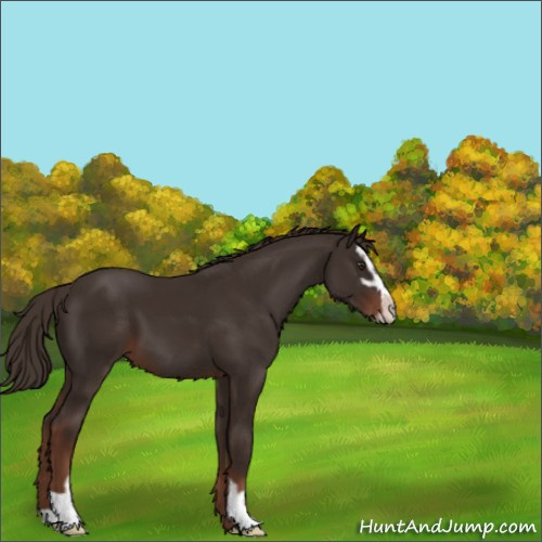 Horse Color:Liver Chestnut Sabino