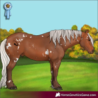 Horse Color:White Spotted Silver Bay Sabino