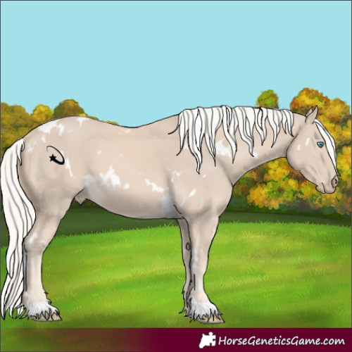 Horse Color:White Spotted Cremello 