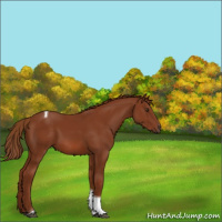 Horse Color:Chestnut Tobiano