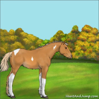 Horse Color:Palomino Tobiano 