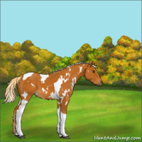 Horse Color:White Spotted Palomino Tobiano 