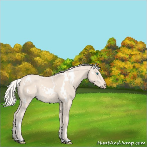 Horse Color:White Spotted Cremello 