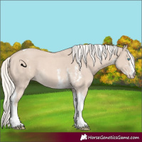 Horse Color:Cremello Sabino Tobiano 
