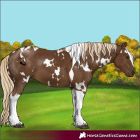 Horse Color:White Spotted Chocolate Palomino Tobiano 