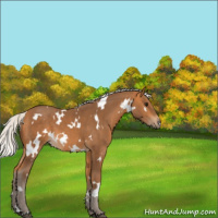 Horse Color:White Spotted Silver Buckskin