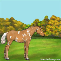 Horse Color:White Spotted Palomino 