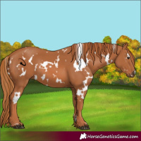 Horse Color:White Spotted Chestnut 