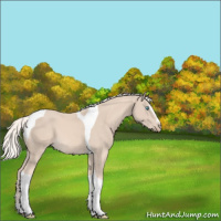 Horse Color:Cremello Sabino Tobiano