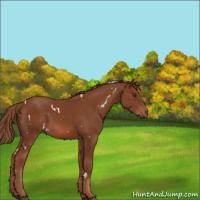 Horse Color:White Spotted Chestnut 