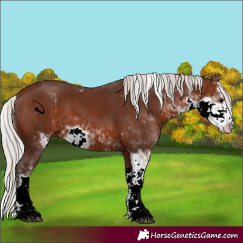 Horse Color:Silver Brown Sabino
