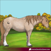 Horse Color:Black Pearl Tobiano