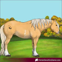 Horse Color:Palomino Sabino