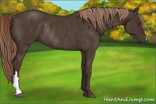 Horse Color:Liver Chestnut Rabicano 