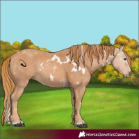Horse Color:White Spotted Chestnut 