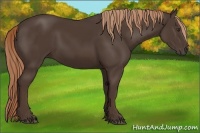 Horse Color:Liver Chestnut Rabicano 
