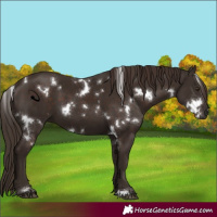 Horse Color:White Spotted Liver Chestnut