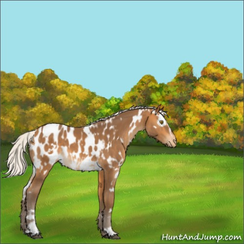 Horse Color:Unknown 