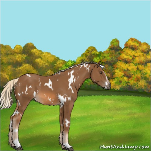 Horse Color:White Spotted Chocolate Palomino Sabino 