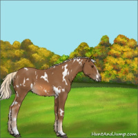 Horse Color:White Spotted Chocolate Palomino Sabino 