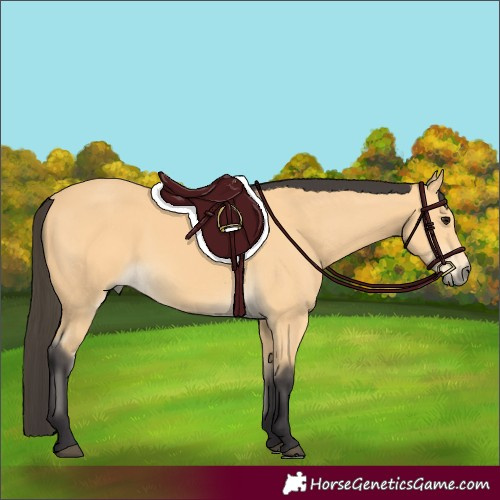 Horse Color:Buckskin